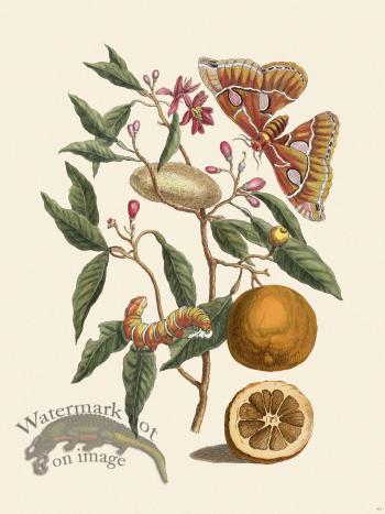 Merian Metamorphosis 65